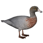 Blue Duck (Nessich)