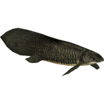 Queensland Lungfish (Zerosvalmont)
