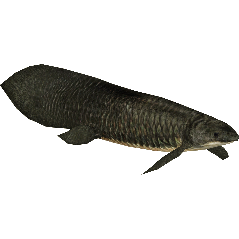 Queensland Lungfish (Zerosvalmont) | ZT2 Download Library