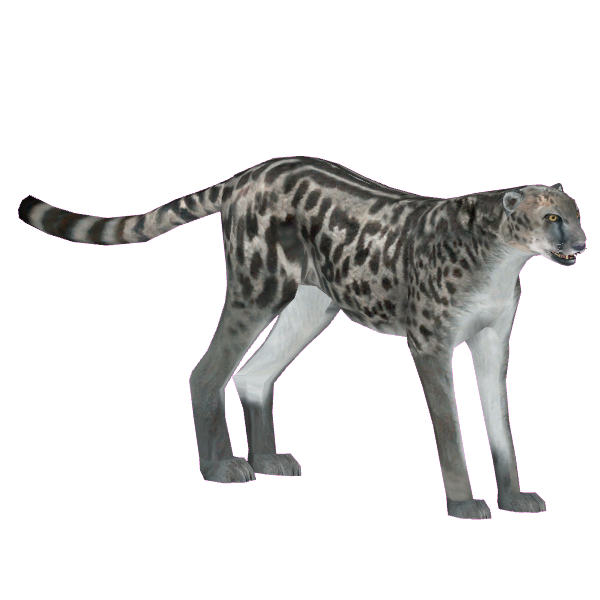 Cheetah tretorns hotsell