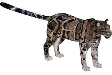 シム・シメール、【THE LITTLE CLOUDED LEOPARD】 シム・シメール、【THE LITTLE CLOUDED LEOPARD】 Clouded