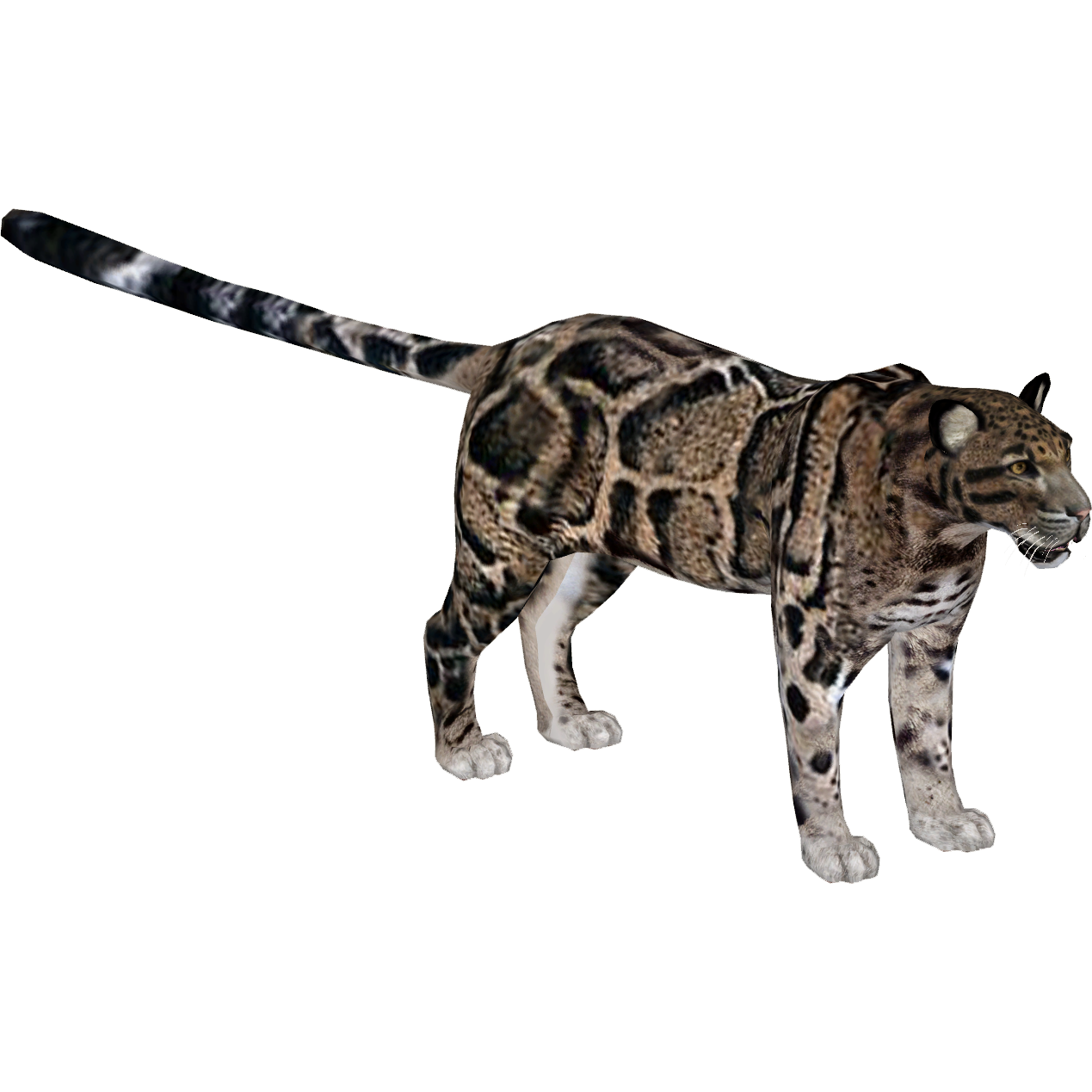 Clouded Leopard (Tamara Henson) | ZT2 Download Library Wiki | Fandom