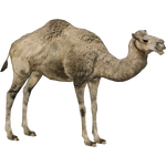 Dromedary Camel (Prionace)