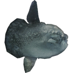 Ocean Sunfish (Dycki1231)