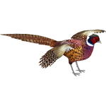 Common Pheasant (Ulquiorra)