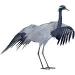 Demoiselle Crane (ZTABC Team)