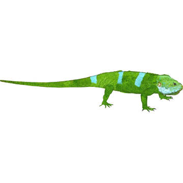 ウェア Fin-ch Floreana5-LIZARD ウェア Fin-ch Floreana5-LIZARD 360?cb=20150818020756