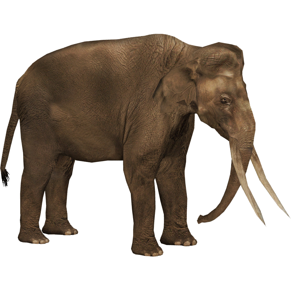 ELEPHANT 2冊 latest?cb=20201106171743