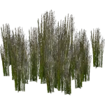 Swamp Club-rush (Whalebite) (524 KB) Swamp Club-rush (Whalebite)