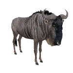 Blue Wildebeest (Aurora Designs)