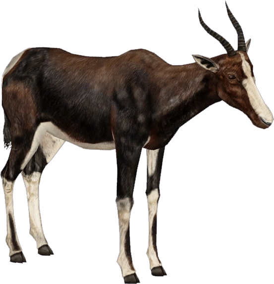 CategoryMediterranean Scrub Animals ZT2 Download Library Wiki Fandom