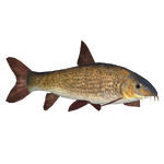 Common Barbel (Ulquiorra)