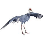 White-naped Crane (Andersxhd)