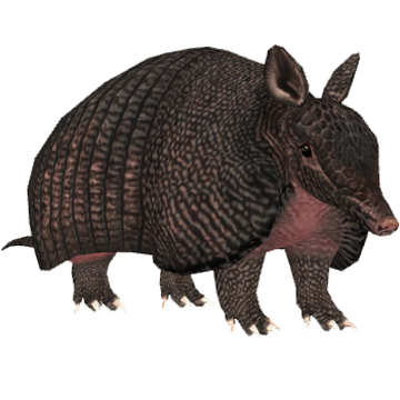Armadillo_Standing.jpg