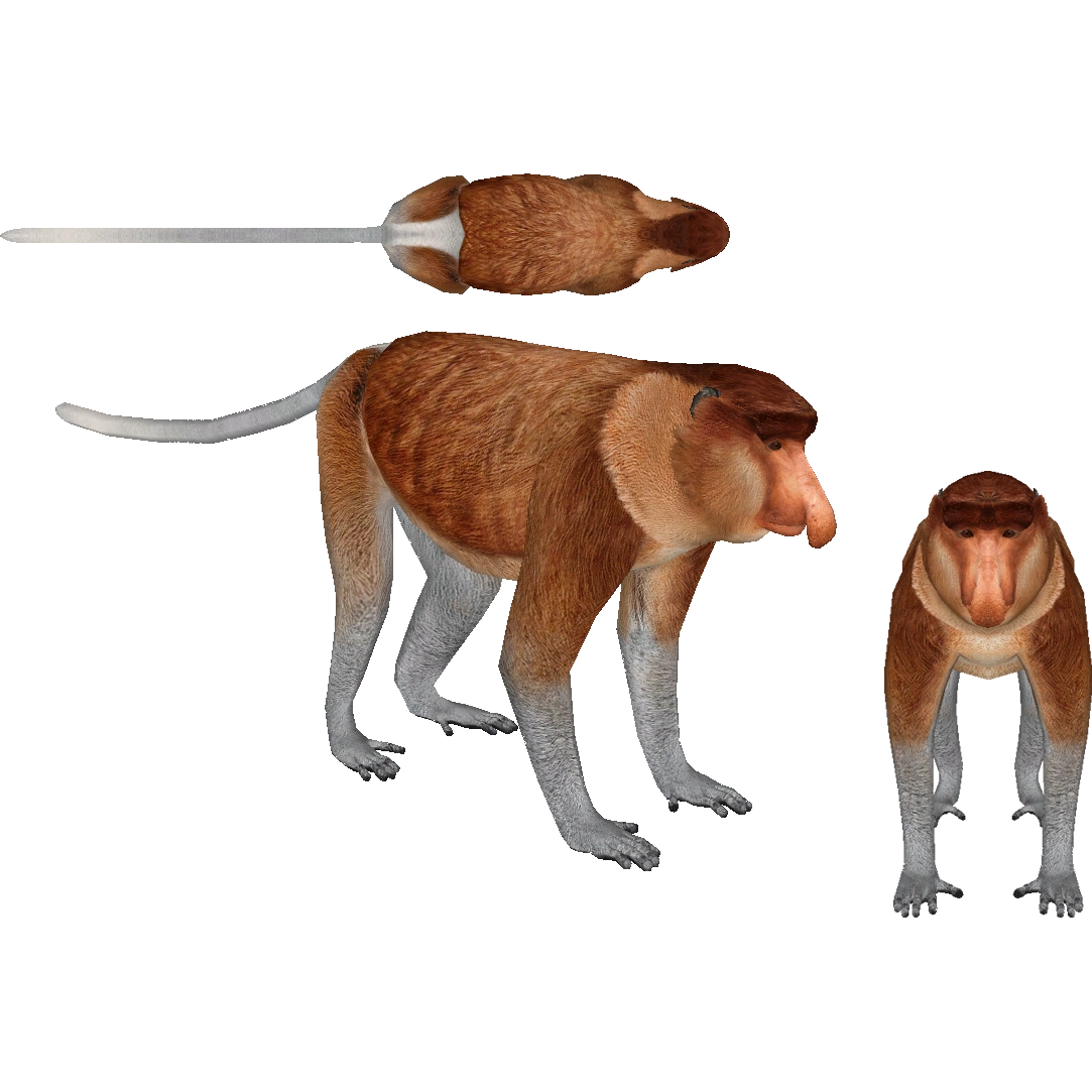プロフ必読⭐︎monkey Proboscis Monkey (Jannick) | ZT2 Download Library Wiki | Fandom
