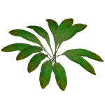 Littoral Sword Plant (Z-Studio) (355 KB) Littoral Sword Plant (Z-Studio)
