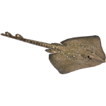 Thornback Ray (HENDRIX)