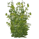 Water Chestnut (Z-Studio) (218 KB) Water Chestnut (Z-Studio)