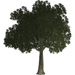 Apple Tree (Thom)