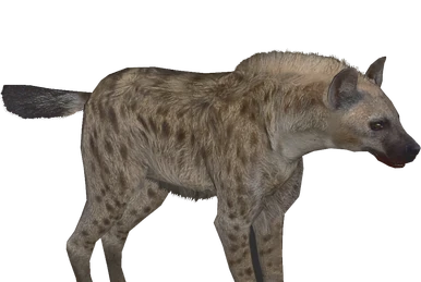 HYENA STATION  71731435007-kitoresized.jpg