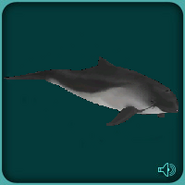 Harbour Porpoise