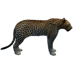 Barbary Leopard (Havok1199)