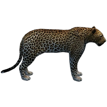 『 Green Leopard fam 』by Zuberi 60*60cm Green Leopard fam 』by Zuberi 60*60cm Zebra-leopard fusion in