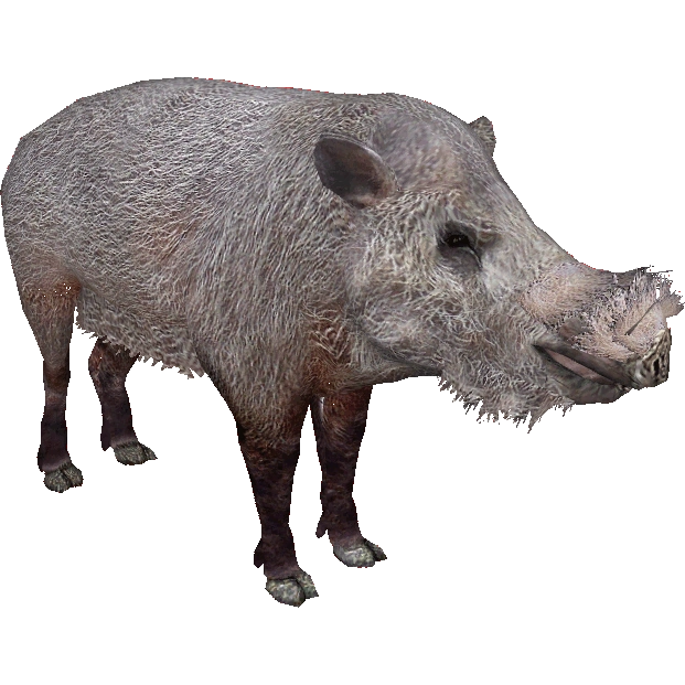 Bearded Pig (DutchDesigns) | ZT2 Download Library Wiki | Fandom