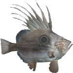 John Dory (Dycki1231)