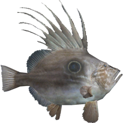 ray-finned fishes articles - Encyclopedia of Life