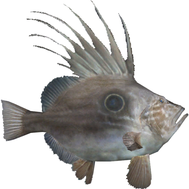 John Dory X Reader