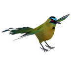 Blue Crowned Motmot (Bohemian Rhapsody & Caviar)