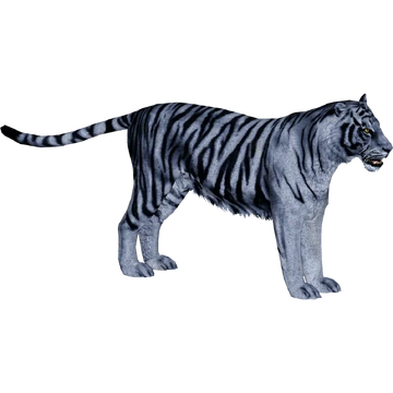 Blue Bengal Tiger