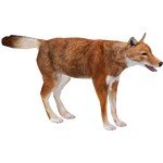 Ethiopian Wolf (Dedennedillo)