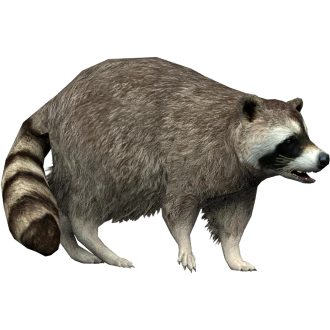 Raccoon (Yukon) | ZT2 Download Library Wiki | Fandom