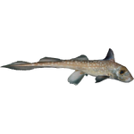 Spotted Ratfish (Whalebite)