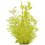Ammannia pedicellata "Golden" (PaJaS30) (460 KB) Ammannia pedicellata "Golden" (PaJaS30)