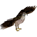 Bonelli's Eagle (Bahia46)