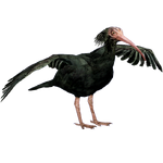 Northern Bald Ibis (HENDRIX)