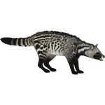 African Civet (ZTABC Team)