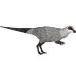 Orodromeus (Austroraptor & Spooky Gecko)