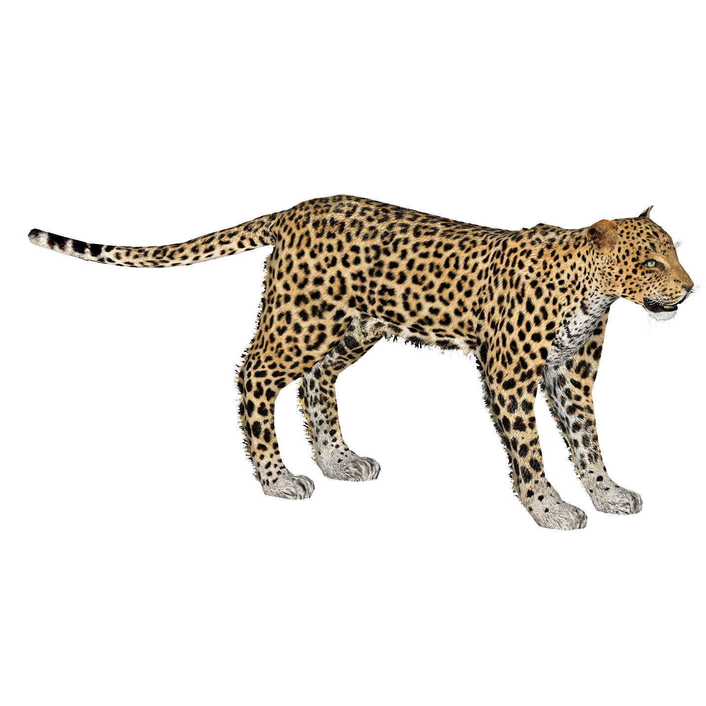 Jaguar j3