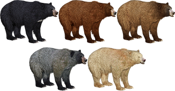 Florida Black Bear (JimmyzHoopz) | ZT2 Download Library Wiki