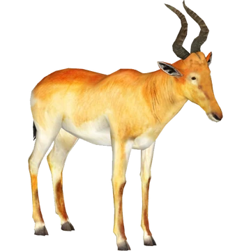 Lichtenstein's Hartebeest (Tamara Henson) | ZT2 Download