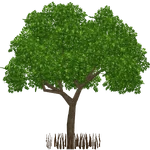 Black Mangrove (Realy) (396 KB) Black Mangrove (Realy)