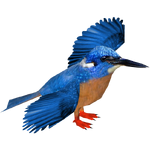 Blue-eared Kingfisher (Jose Antonio)