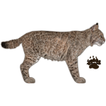 Bobcat (JimmyzHoopz)