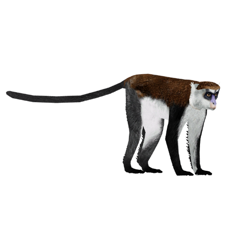 Mona monkey - Wikipedia