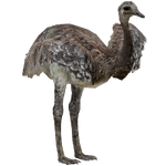 Darwin's Rhea (ZTABC Team)