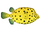 Yellow Boxfish (Thom)